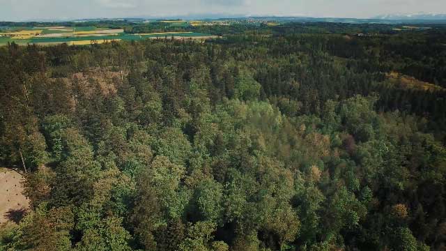 Vue aérienne d'une forêt pour un reportage pour présenter une entreprise